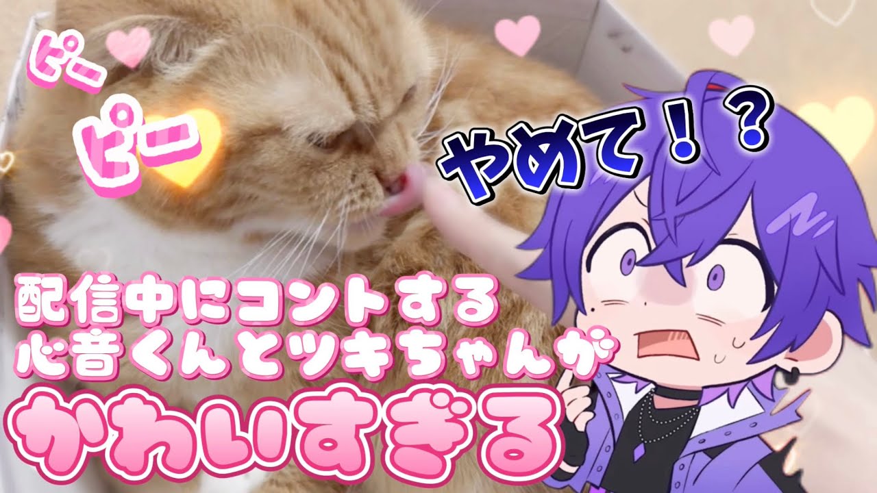 心音くんの配信を邪魔するツキちゃんが可愛すぎるWWW【stprclip】