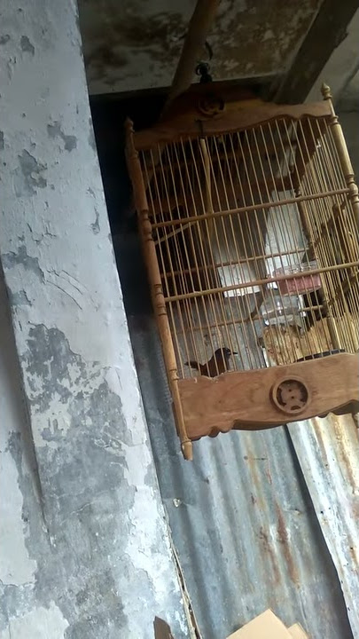 Cingcoang biru betina,buat mancing cingcoang jantan agar cepat bunyi.
