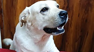 Leo Ne Aaj Mirchi Kha LiyaLeo Ko Pani Chahiye Cute Dog Videos Funny Dog Videos