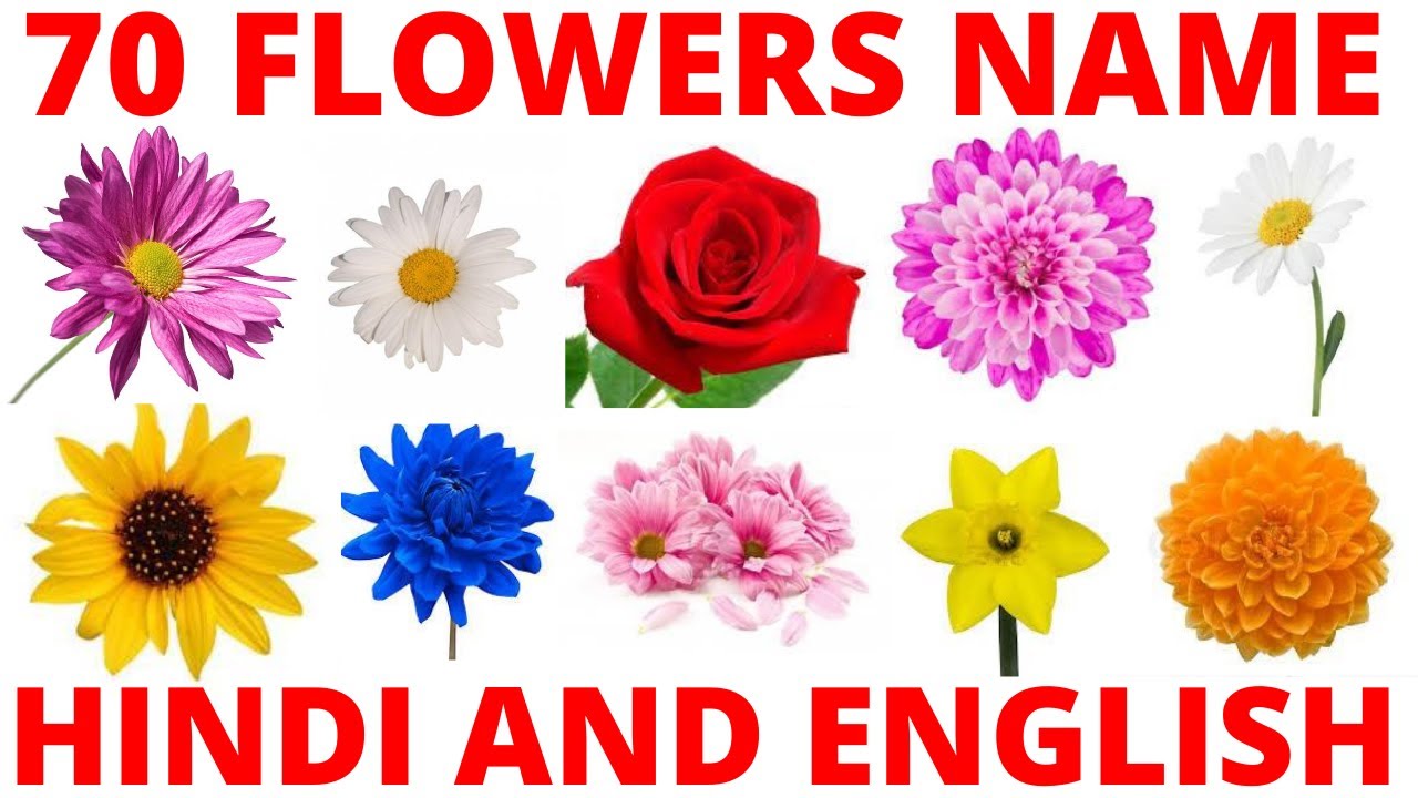 flowers name in Hindi and English | 20 फूल का नाम
