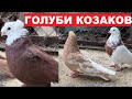 Каких голубей держали козаки. Благодарнинские бойные голуби. Кировоградские высоколетные голуби