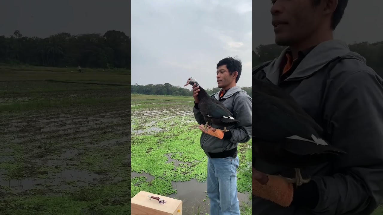 Ketemu beti si entok free flay 