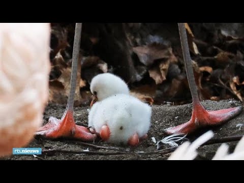 Video: Was de flamingo geboren?