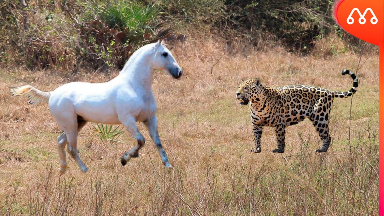 Onça mata cavalo e fere outros no Paranoá