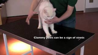 Animal health and husbandry: cat health check