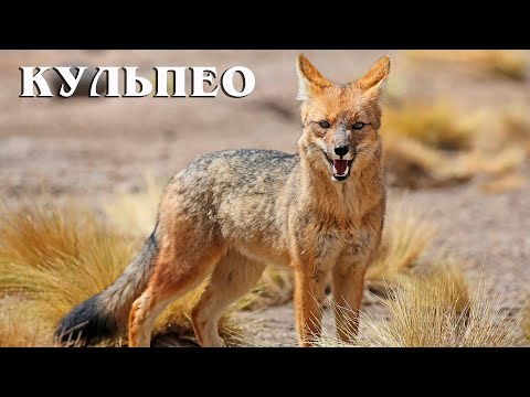 Андская лисица: Самая крупная южноамериканская лиса | Интересные факты про лис
