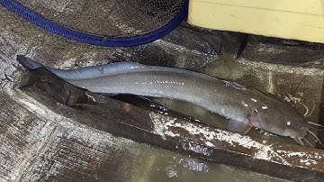 Giăng Câu Cá Ngắt ở Vàm Cầu Hàm Luông