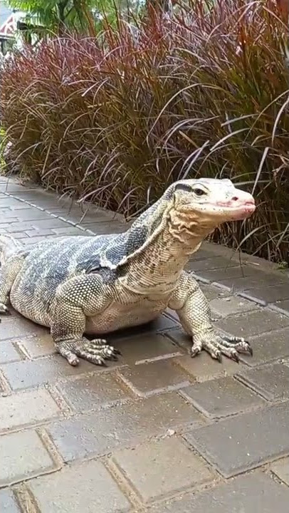 biawak jinak tapi mengerikan #shorts