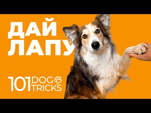 Учим команде "Дай лапу" 🐶 Как научить собаку поднимать все лапы по очереди? 🐕 Держать лапу навесу 🐩