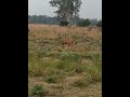Jim Corbett Tiger 44 #tiger #shorts #ytshorts #shortsfeed #animals #jimcorbett #trending