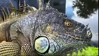 Big  iguana removal job! #florida #rediguana #iguana #iguanas #hunting #reptiles