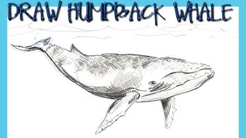 HOW TO DRAW A HUMPBACK WHALE Step by Step Pencil Drawing Tutorial. Guided realistic whale sketch