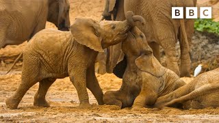 Baby elephants play in the sand | Serengeti  BBC