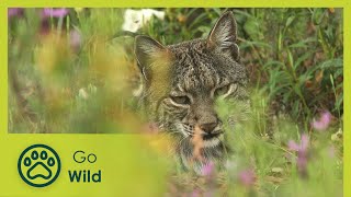 The Hidden Life of the Sierra Morena | Stories of the Mediterranean Forest 3/6 | Go Wild