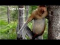 Самые смешные обезьяны с огромным носом. (Funny monkey).