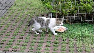 Cat likes canned tuna by French Stevey 1,951 views 4 years ago 1 minute, 15 seconds