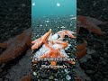 The Finger of Death: ความสวยงามที่มาพร้อมความตาย