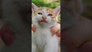 Cute Baby Cat Meows😀#Cute #Kitten