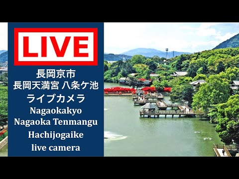 2026/06/13 【LIVE CAMERA】#長岡京市 #長岡天満宮八条ケ池 #ライブカメラ #livecamera  #nagaokakyo
