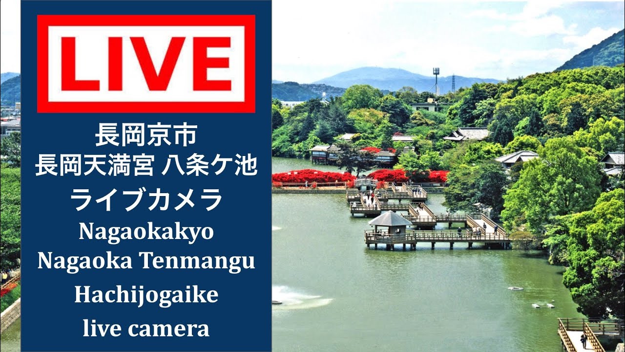 2026/04/15 【LIVE CAMERA】#長岡京市 #長岡天満宮八条ケ池 #ライブカメラ #livecamera #nagaokakyo