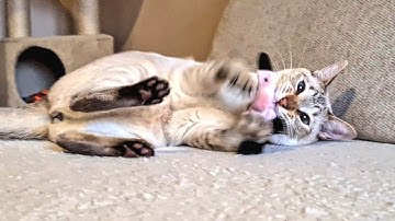 Cat loves a new Catnip Toy! | A present for Mićo 🎁