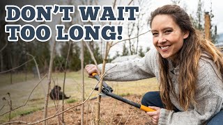 What You NEED to Know If You're Growing Fruit - Pruning & Knowing WHEN it's Time.