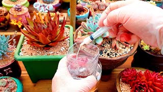 (Eng Sub) How to Cut Succulent Flower Stalks & Remove Mealybugs? (多肉植物)(たにくしょくぶつ)