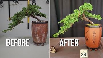 1 Week Juniper Bonsai Transformation