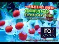 【伊藤養魚場入荷情報】2020年3月14日 日本金魚市場より入荷しました!!