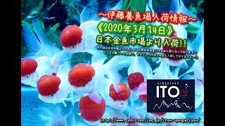 【伊藤養魚場入荷情報】2020年3月14日 日本金魚市場より入荷しました!!