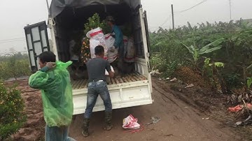 Quất tết Hưng yên.lỗi vất vả của bà con trồng quất những ngày cuối năm