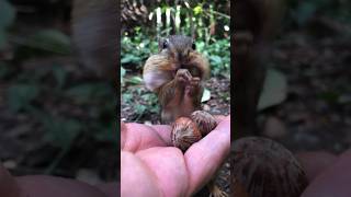 Part 1 Of Me Feeding Some Of My Chipmunks, Thank You For Your Support #Shorts #Mooshy #Squeegee