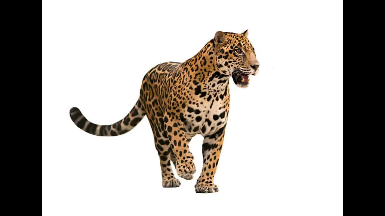 Jaguar sound effect YouTube