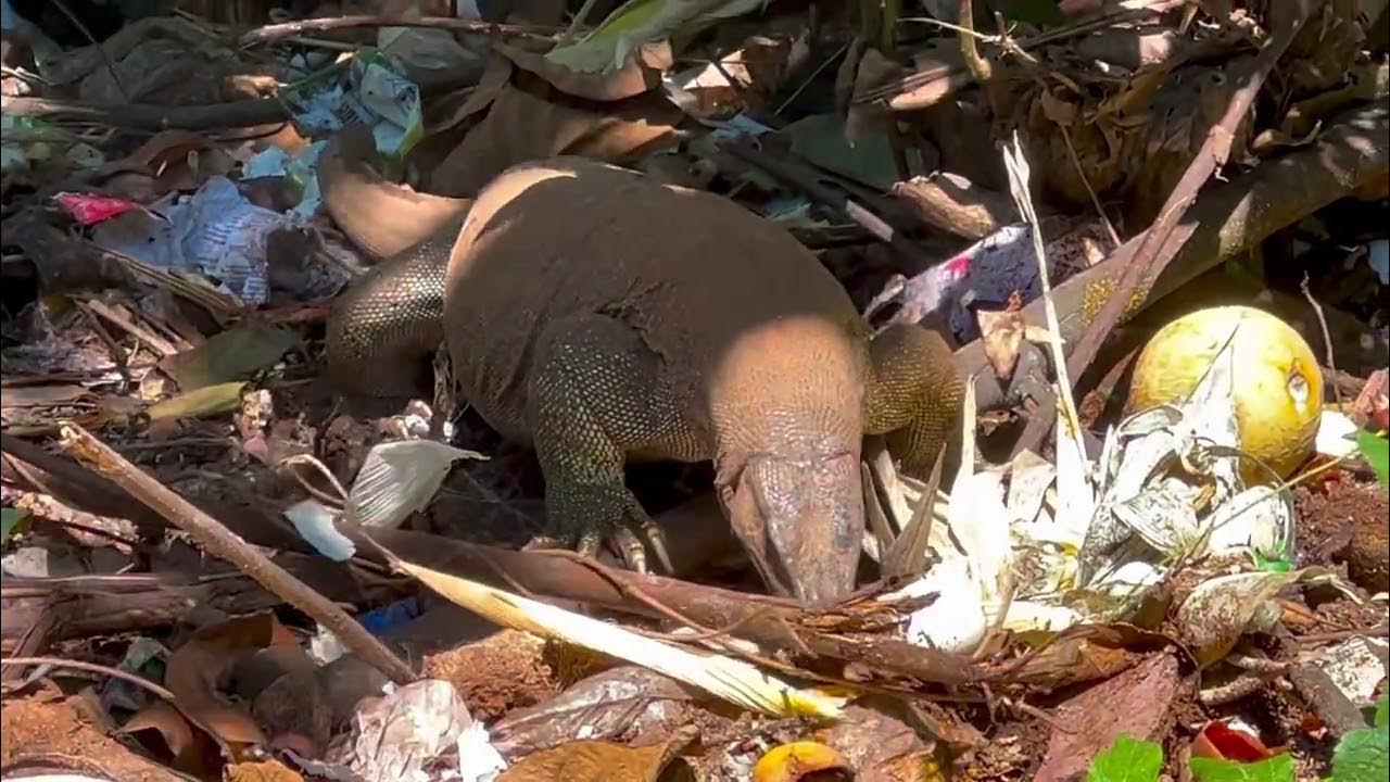 I Phone 13Pro Max Camera Monitor Lizard Big Udumbu Kerala Kasaragod