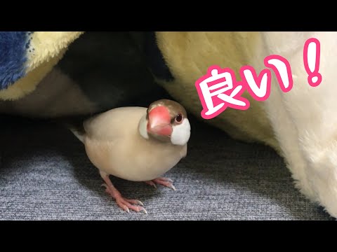 はじめて見る毛布をあっさり気に入る文鳥こむぎ　癒し動物　面白い動物 Java sparrow
