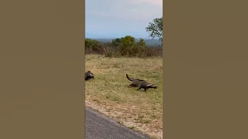 5 12 African Civets On The Move Chasing Each Other Wildlife 