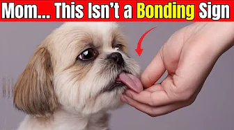 19 Hidden Signs Your Dog Doesn’t Love You (Even if You Think They Do)