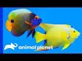 The Prettiest Fish You Can Keep As A Pet | Tanked
