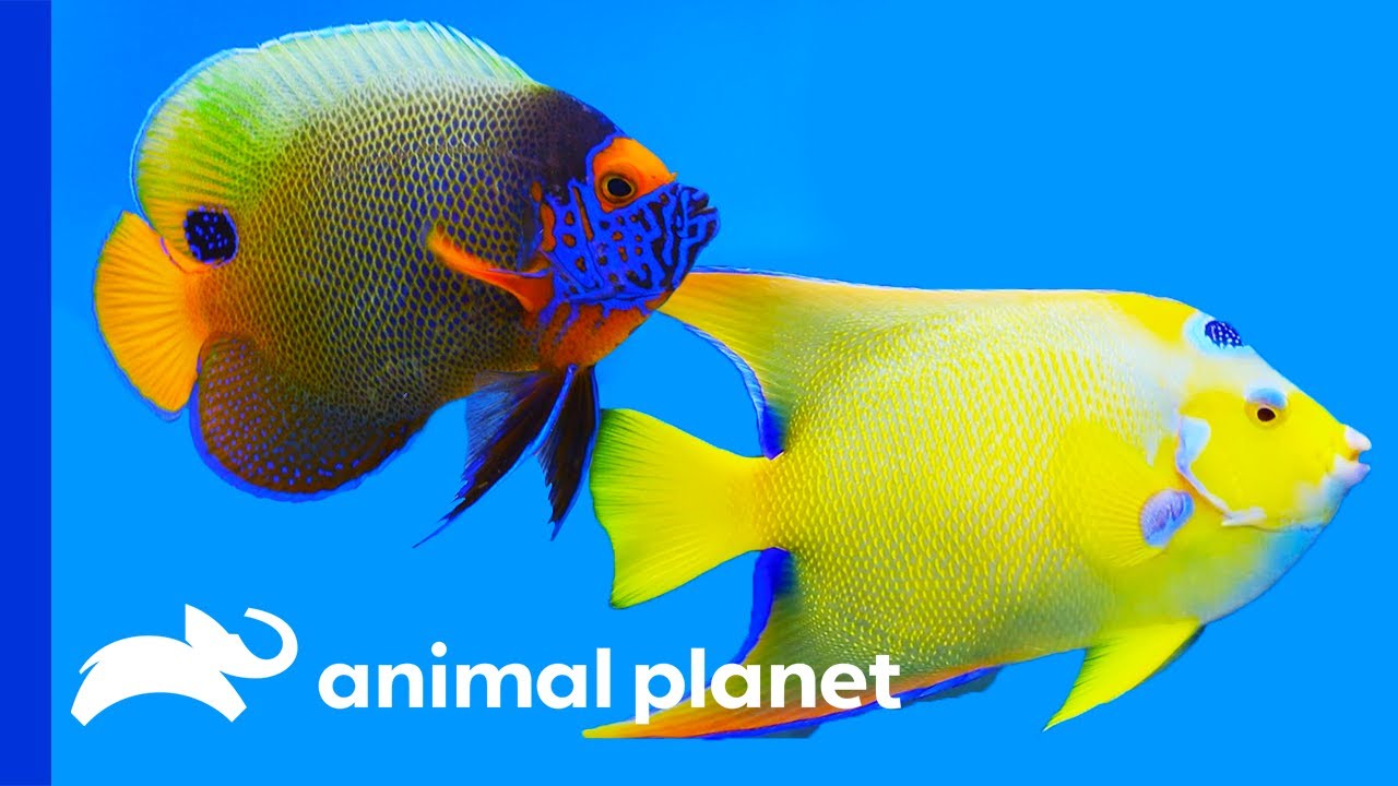 Can You Keep Wild Fish As Pets In Minnesota Can You Keep Wild Fish As Pets In Minnesota