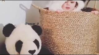 حالات واتس اب كيووت😍دب الباندا🐼🖤..