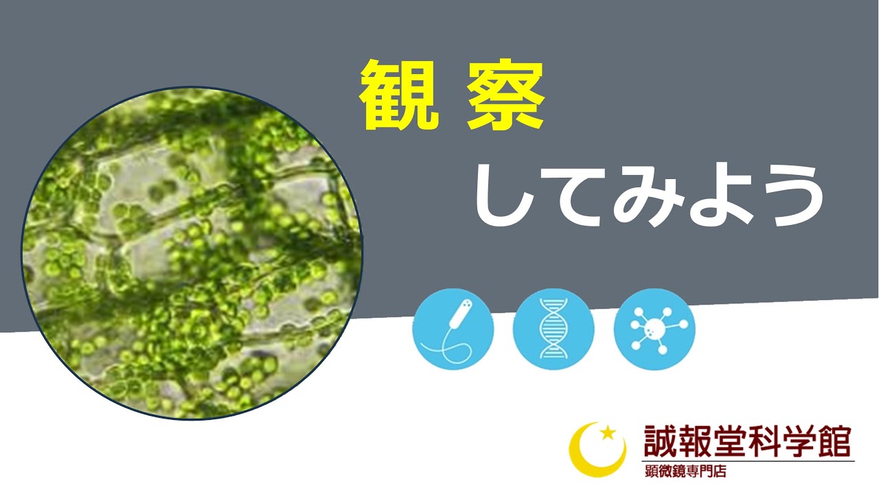 【M70】4-観察してみよう(小型顕微鏡による観察の方法、観察例) - YouTube