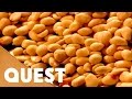 Nuts  how its made