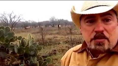 Free Hog Hunting - Texas is Over-Run!