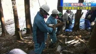 【原発】放射線量下げるため森林除染実験始まる（11/12/17）