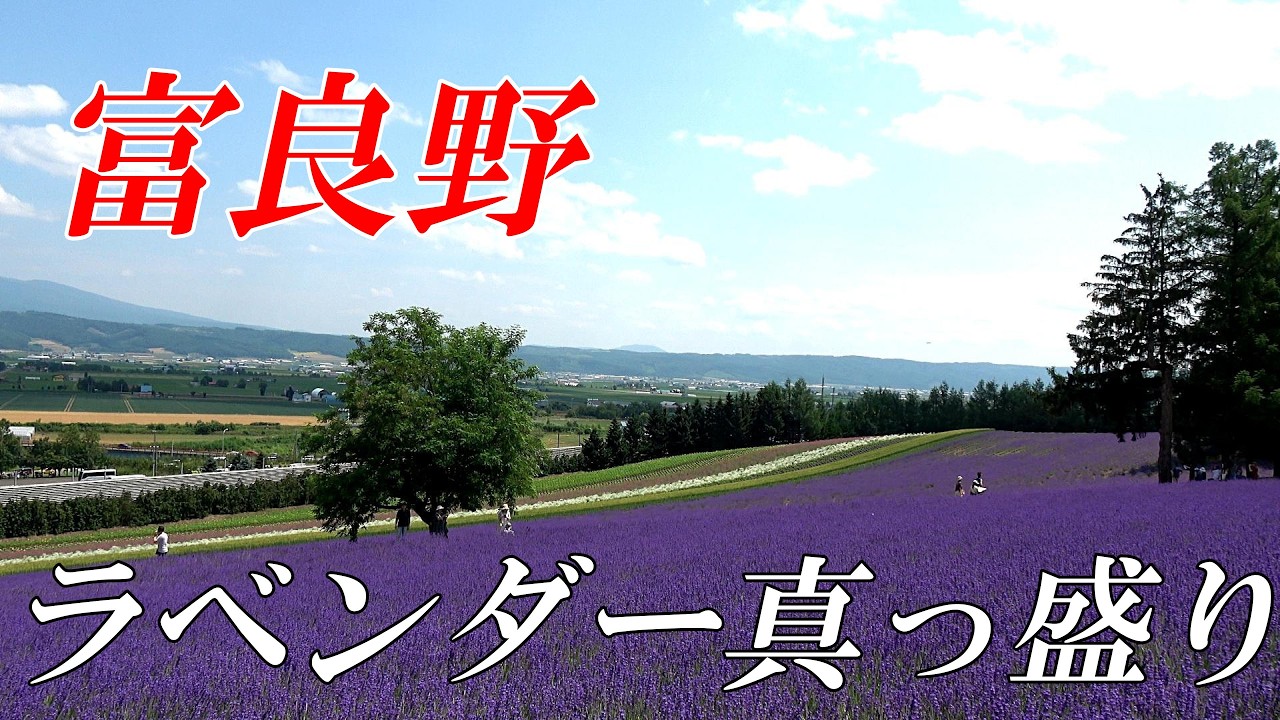 ラベンダーシーズン真っ盛り！！混雑を回避する「富良野」の歩き方【北海道 富良野】　４K