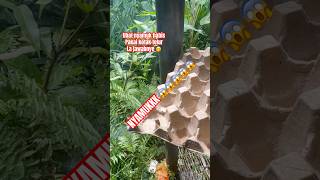 Ubat Nyamuk Habis,Pakai Kotak Telur Jela