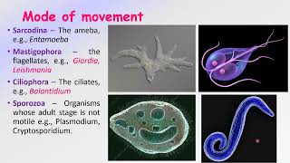 General Introduction About Parasitology And Parasites