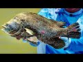 THREE TAILS ONE FISH!! *FLY FISHING* for TRIPLETAIL In the EVERGLADES | Saltwater Experience