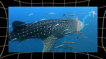 How Whales & Bulls Control the Market: Crypto’s Power Players | Part 2 of 5 | MemeFi