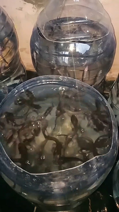 Ternak ikan lele di lahan yang sempit #lele #ternaklele